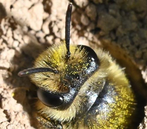 Andrena (livens-nigroolivacea)